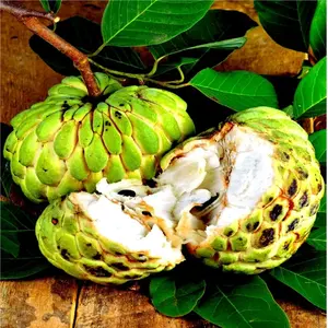 10 Sugar Apple Fruit Tree Seeds (Annona squamosa) Tropical Sweetsop Plant Tropical Fruit Sweet,  10 Tree Seeds