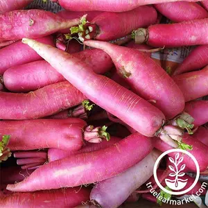 Radish Seeds - Long Scarlet Cincinnati