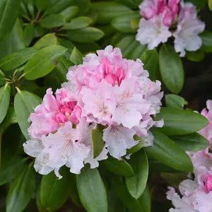 Rosebay Rhododendron Seeds (Rhododendron maximum) – Evergreen Shrub with Showy Pink Blooms