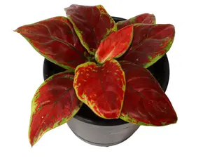 Agloanema 'Black Maroon' 4" Potted Live Plant