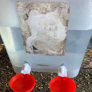 Chicken Waterer Cups 6 Packs Large Automatic Water Cups with Fitting for Poultry, Duck, Goose, Turkey with Mounting Hole Opener DIY Feeder Kit - Bowl Feeding