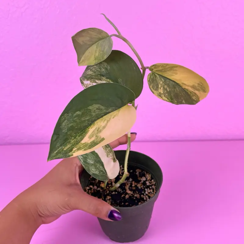 RARE Scindapsus Jade Satin Aurea 4” | Aurea Variegated Scindapsus | Collector Aroid