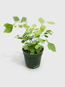 Maidenhair Silver Dollar Fern 'Adiantum Peruvianum'