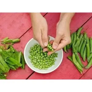 Pea Seeds,Early Alaska (Smooth) 55-60 Days.