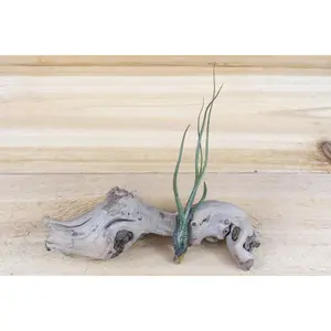 Large Tillandsia Butzii Air Plants / 6-9 Inches Tall [1, 3 or 5 Pack]