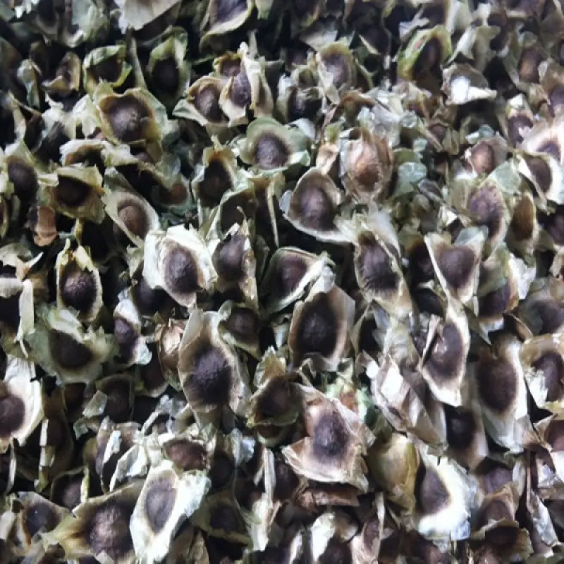 Fast-Growing Organic Moringa 20 Seeds