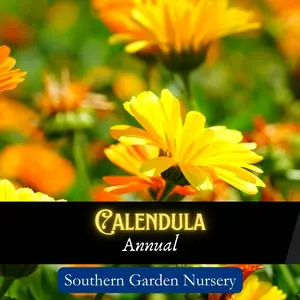 Calendula Pot Marigold Pollinator Flower Seed Pack, Medicinal Herb Seed Pack, Easy-to-Grow Heirloom Variety for a Pollinator-Friendly Garden a