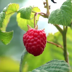 Framboise Raspberry Seeds (Rubus idaeus) – Classic red raspberry producing sweet, aromatic fruit; perfect for home gardens, jams, and fresh eating.