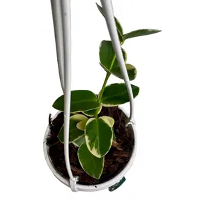 3” Hoya Cumingiana Albo Variegated