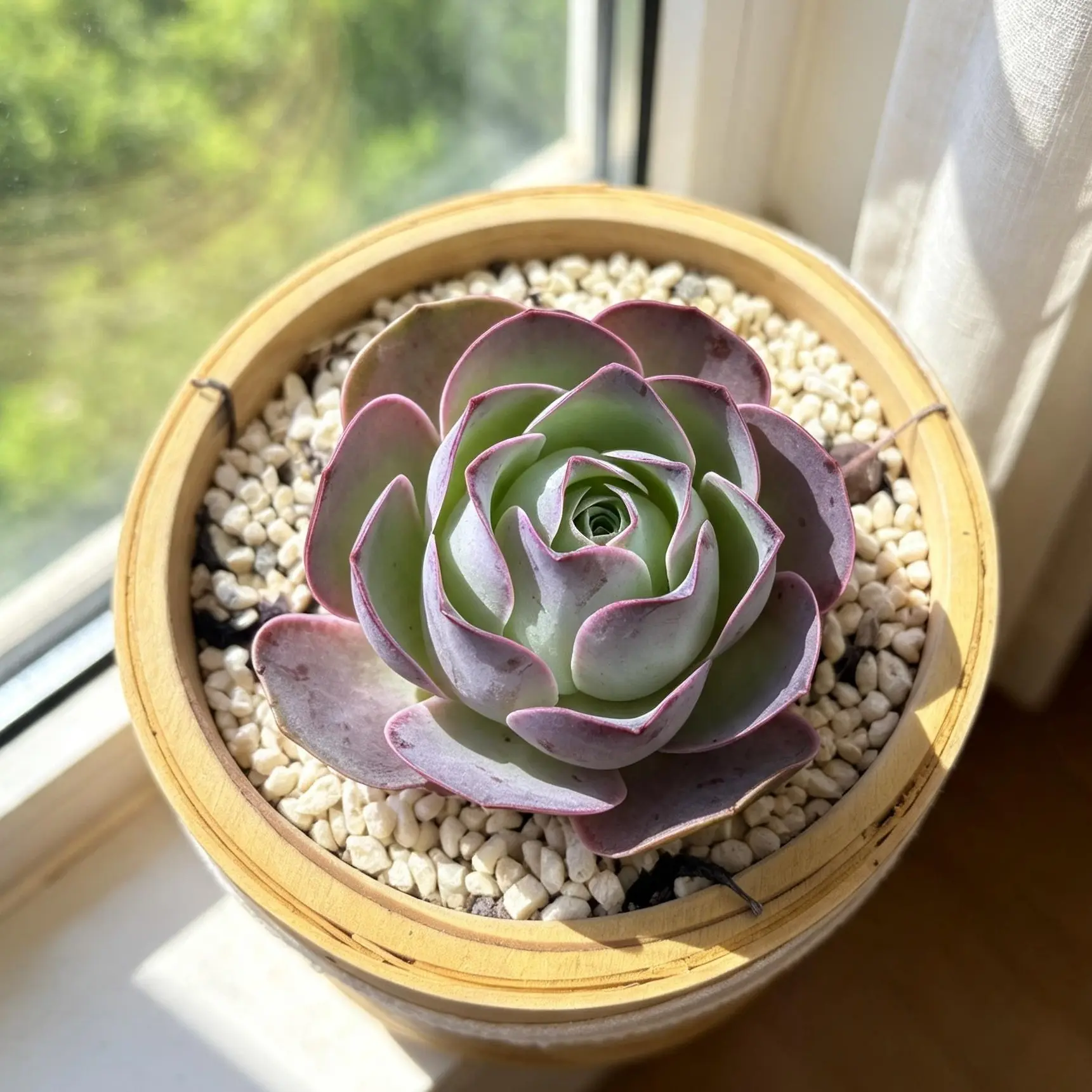 Echeveria 'Plato Rose' Live Succulent Plant – Colorful Rare Succulent, Bare Root (No Pot), Easy Care, Beginner Friendly, Indoor Plant, Home & Garden Decor, Plant Lover Gift