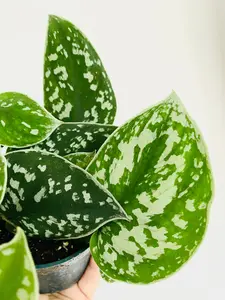 Scindapsus Pictus - 4" Pot