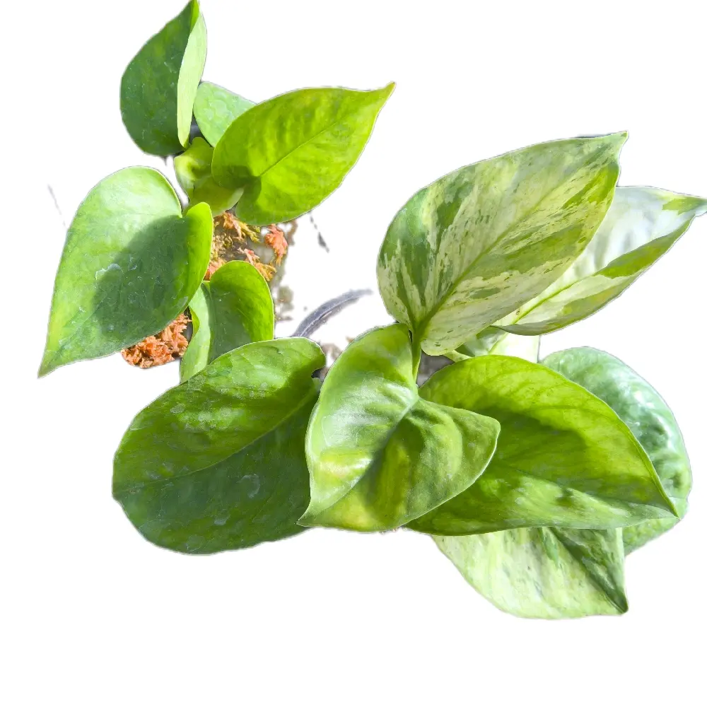 3 pack pothos plastic
