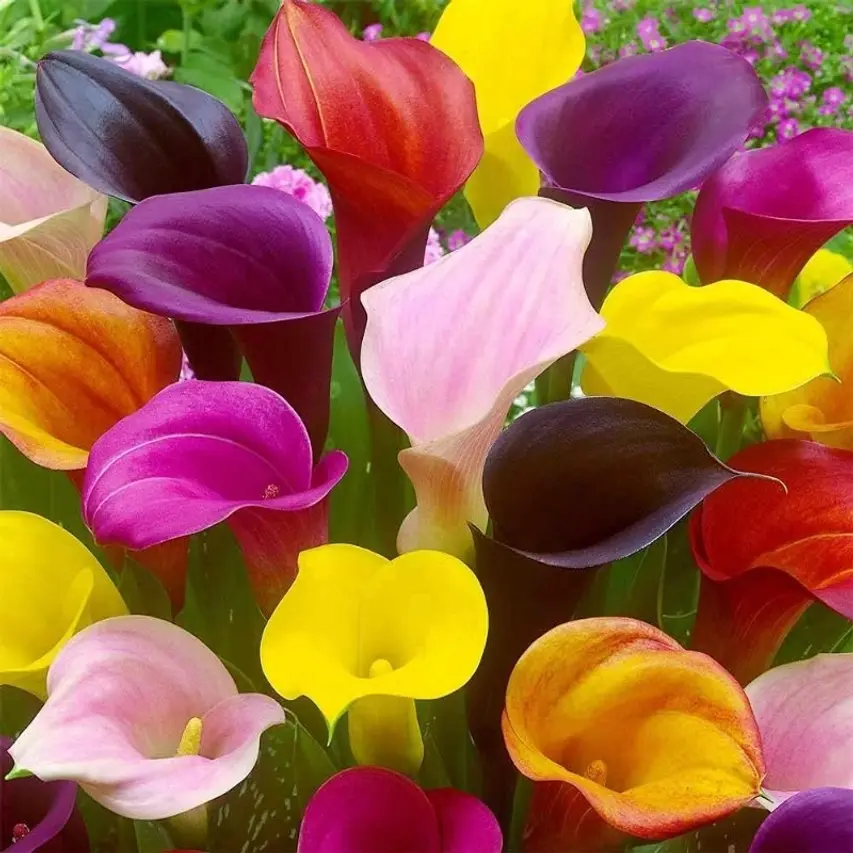100pcsCalla Lily Bulbs for Planting Bulbs Mixed Color Big Healthy Bulbs for Growing Grow Indoor or Outdoor