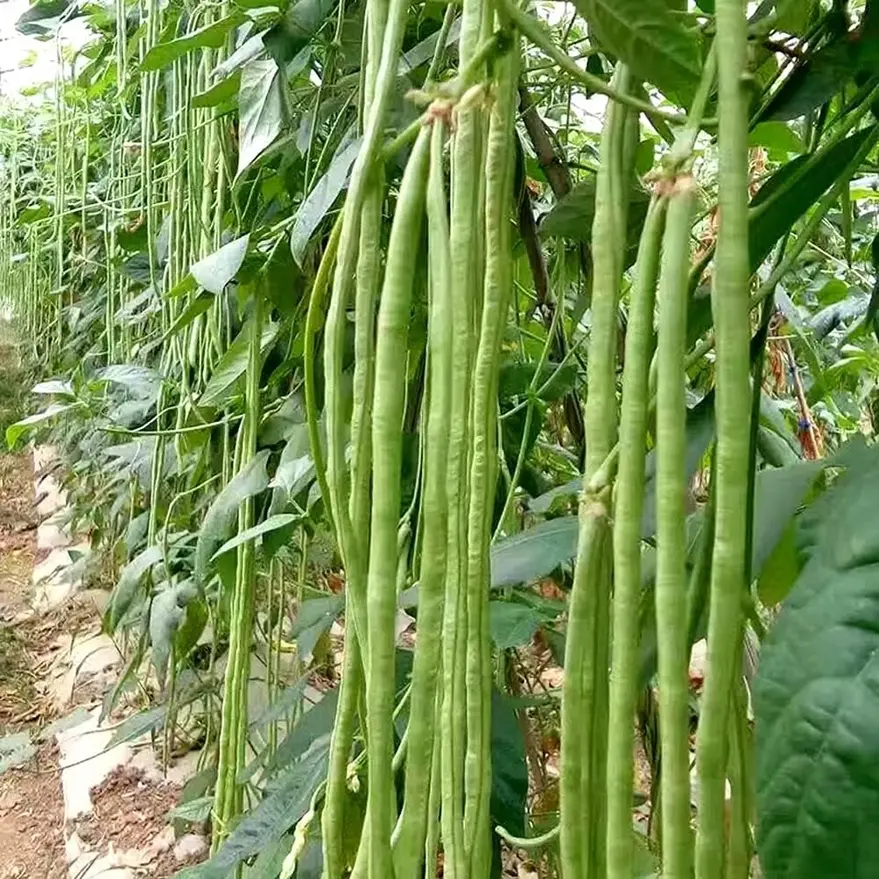 100+ Premium Yard Long Bean Seeds: Heirloom Asian Vegetable String Beans - High-yield and Non-gmo Garden Seeds for Us Gardens