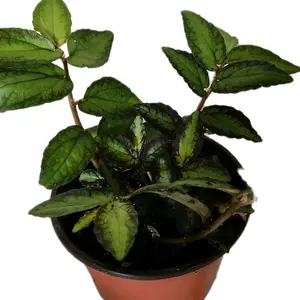 6" Pellionia Watermelon Begonia Houseplant Decorative Trailing Hanging Basket Colorful Unique