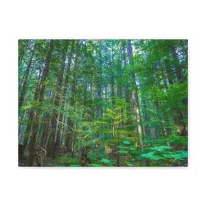 Whistler Canada Forest Beautiful Landscape Photograph Canvas Gallery Wraps