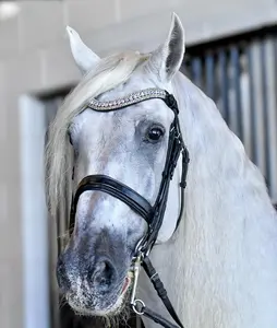 Snow Queen Browband - 42 CM/16.5" with Five Rows of Iridescent Preciosa Crystals Genuine Black Leather Easy Detachable Button Snap Closure for Royal Elegance