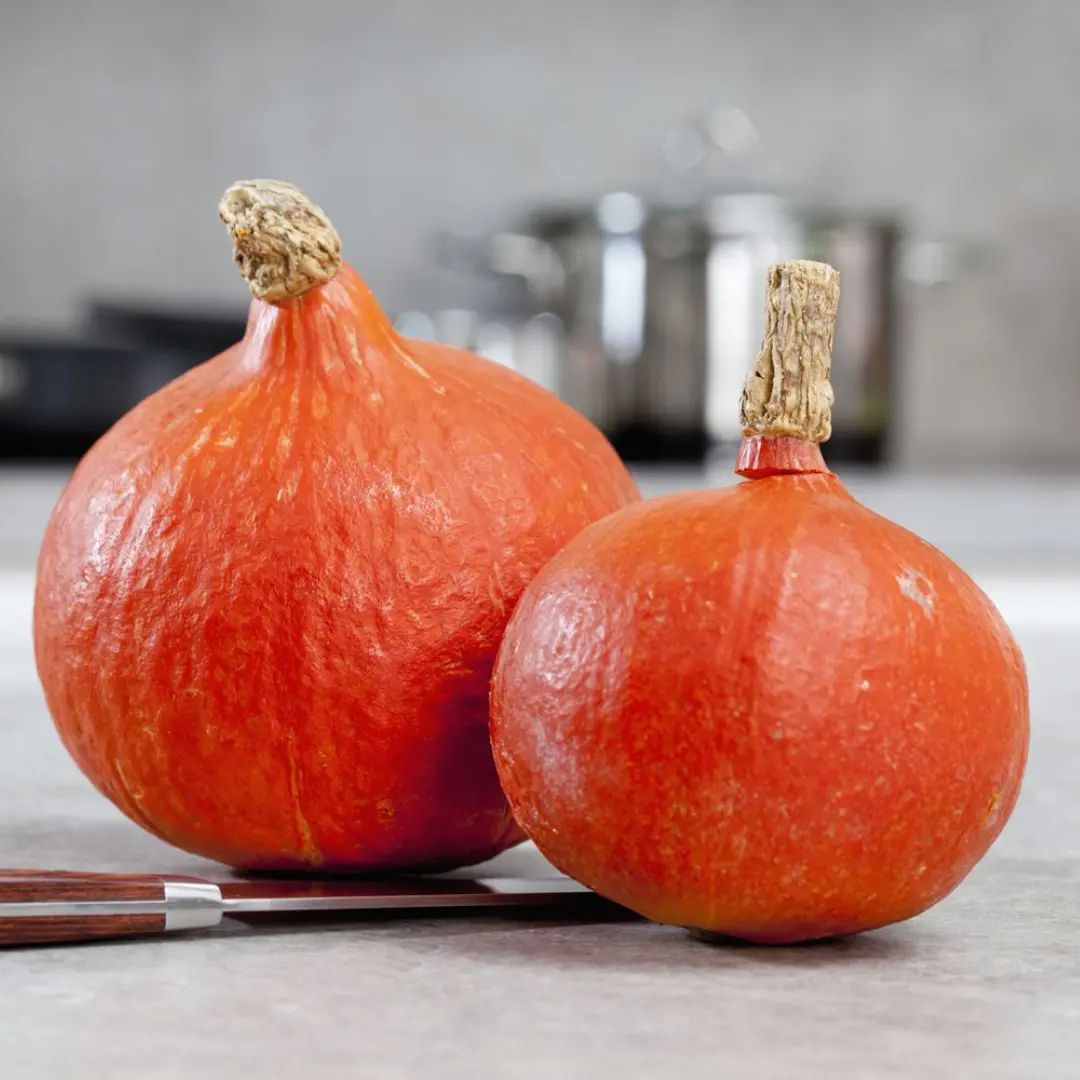 Hubbard Red Kuri Squash Seeds (Cucurbita maxima) – Bright Red Skin ...