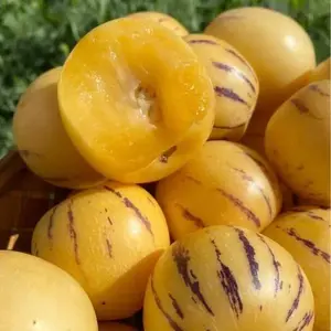 Pepino Melon Seeds for Planting,Sweet Pepino Seeds Non-GMO,Exotic Fruit Seed Heirloom for Outdoor Home Garden