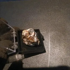 1 Bornite stone in small display case.