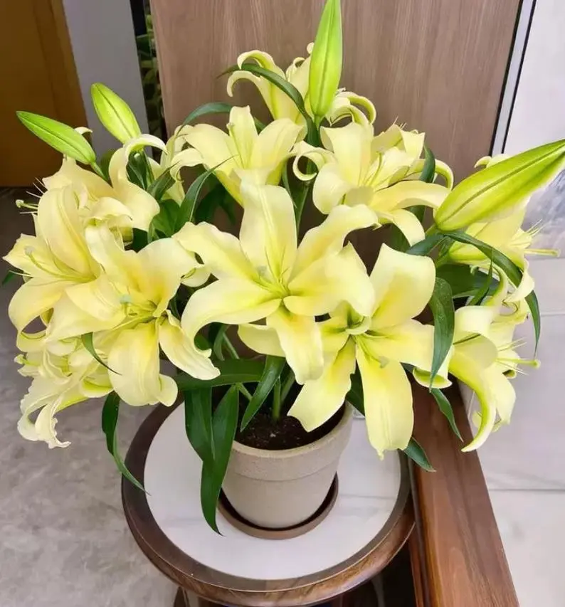 Yellow Lily Bulb | Egg Yolk Trumpet Flower | Summer Fragrant Garden Perennial
