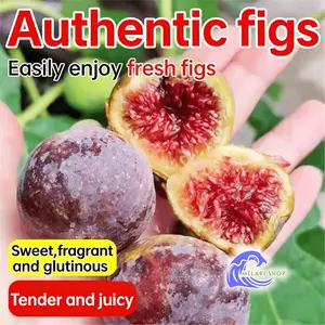 Extra early fig saplings, bearing fruit every year, can be planted in both north and south. Suitable for potted and ground plants, suitable all year round, easy to cultivate, ideal for beginners in gardening
