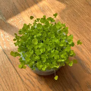 150 Clover Seeds, Trifolium Ground Cover Lawn Alternative Seeds, Easy to Grow Yard and Garden Cover, Seeds Only Not Live Plants