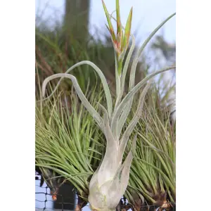 Tillandsia Caput Medusae