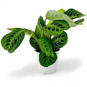Lemon Lime Maranta, 4inch Pot, Pet Safe, Prayer Plant