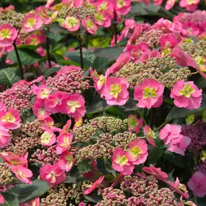 Tuff Stuff Top Fun™ Hydrangea