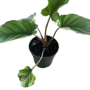 Calathea Red Velvet 4in Pot