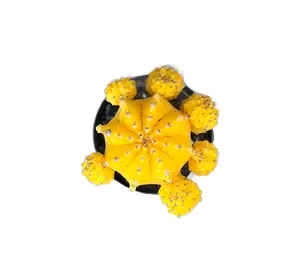 Moon Cactus Yellow, 2.5 inch, Gymnocalycium mihanovichii freidrichii, Live Grafted Cactus Plant, Succulent, Indoor Plant
