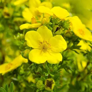 100+ Heirloom Evening Primrose Garden Seeds for Beautiful Home Gardens - Non-gmo and Easy to Grow Flower Seeds
