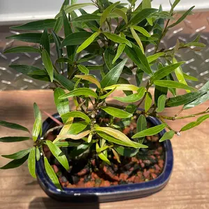 Narrow leaf ficus