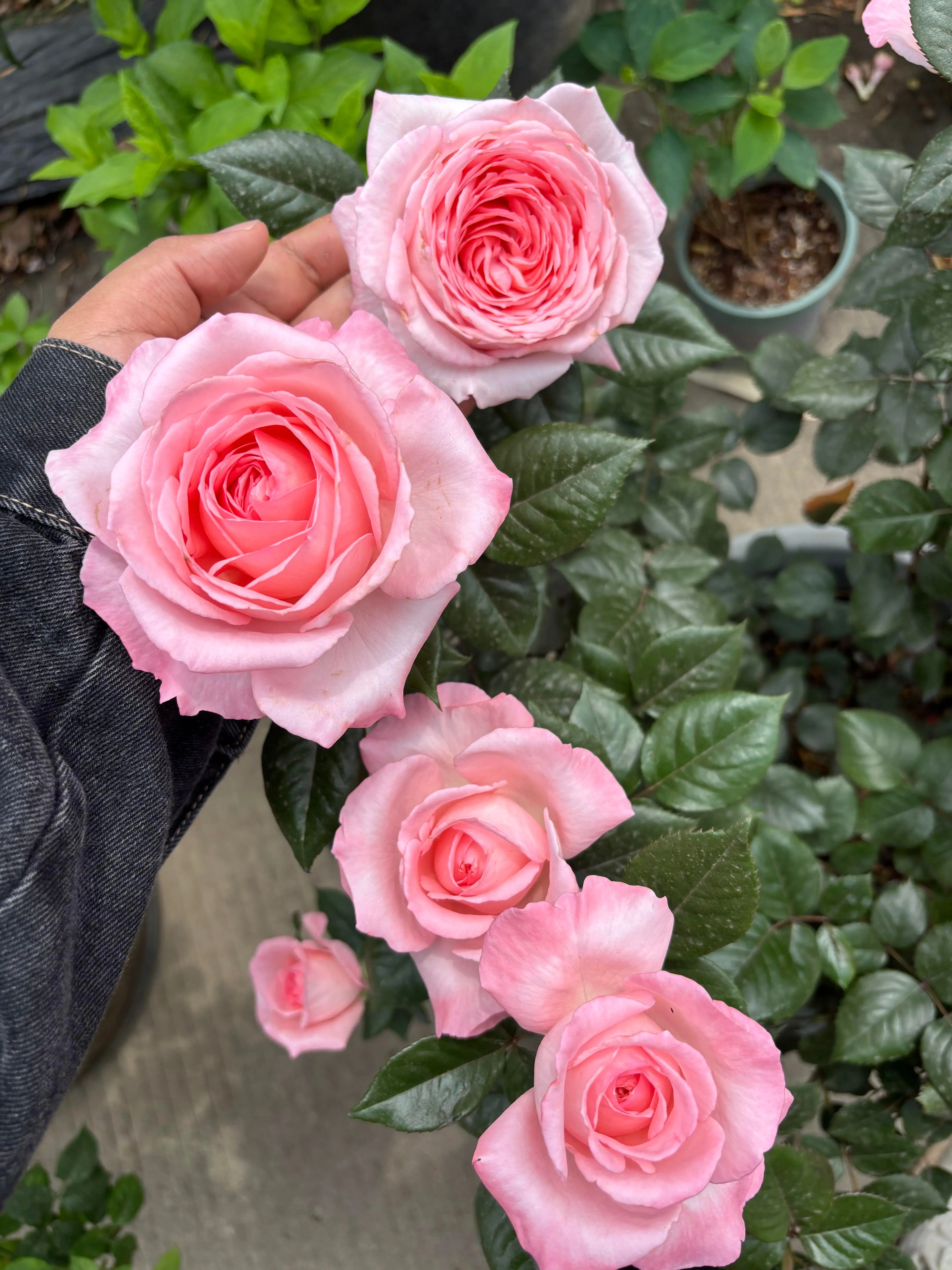 Rose [ Fragonard ] 1.5Gal Own-Root Live Plant | vibrant rose pink | Repeat Blooming | Cut Flower Rose