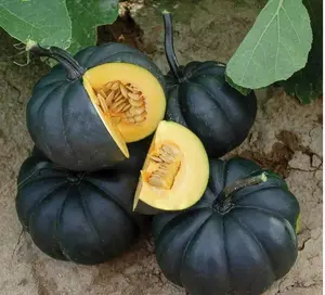 10 Exotic Black Pumpkin Seeds to Grow Stunning Black Kat Pumpkins - Unique Vegetable Seeds for Gardening Enthusiasts