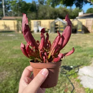 Maroon Sarracenia Carnivorouse Plant
