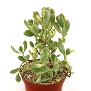 Variegated Bear Paw Succulent - Cotyledon ladismithiensis Variegata