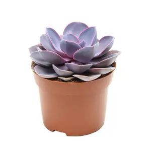 Echeveria Purple Pearl - Live Starter Plants in 2 Inch Growers Pots - Rare and Colorful Compact Easy Care Succulent