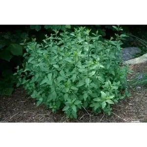 Spearmint Seeds (1000 Seeds),perennial herb