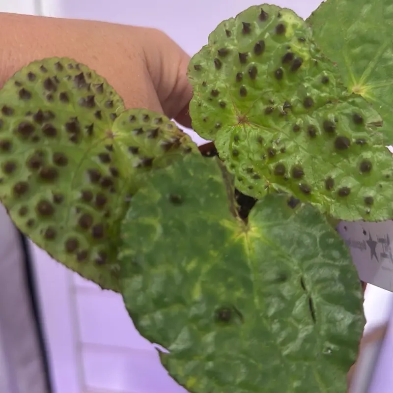 Begonia ferox