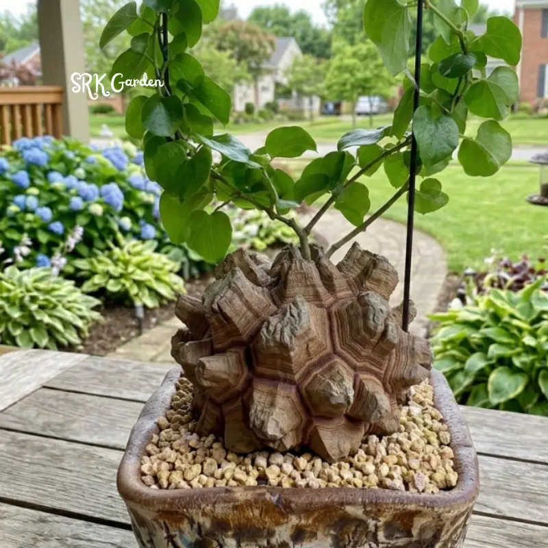 Dioscorea Elephantipes, Elephant's Foot - Caudex in 4 in pot