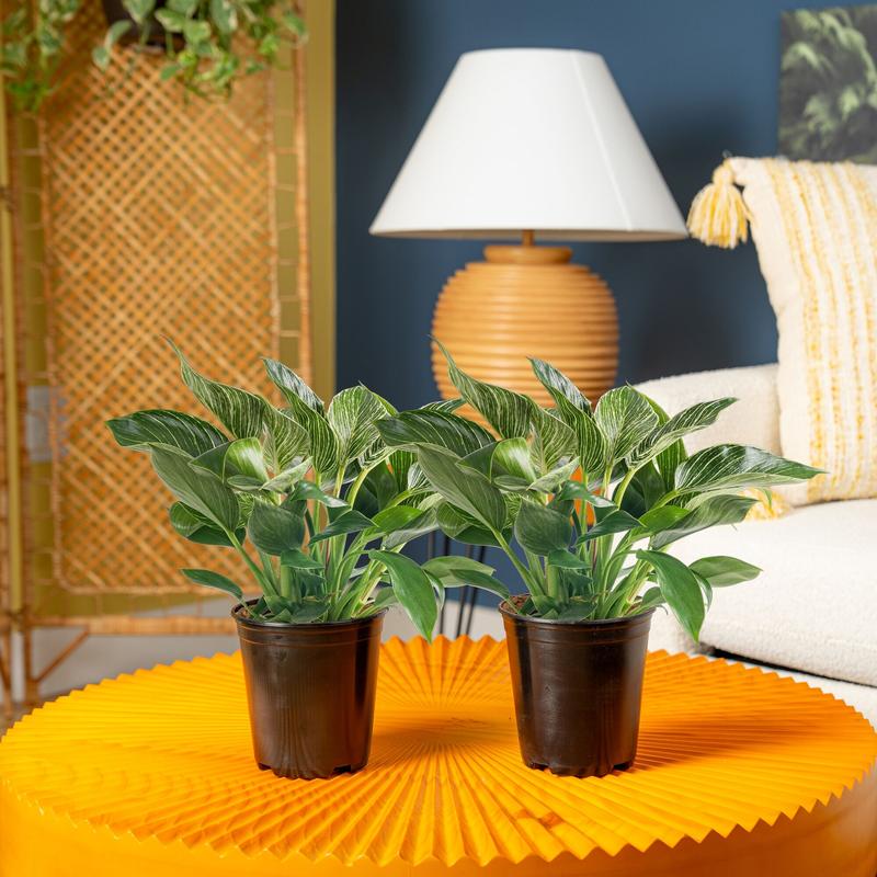 Philodendron Birkin | medium