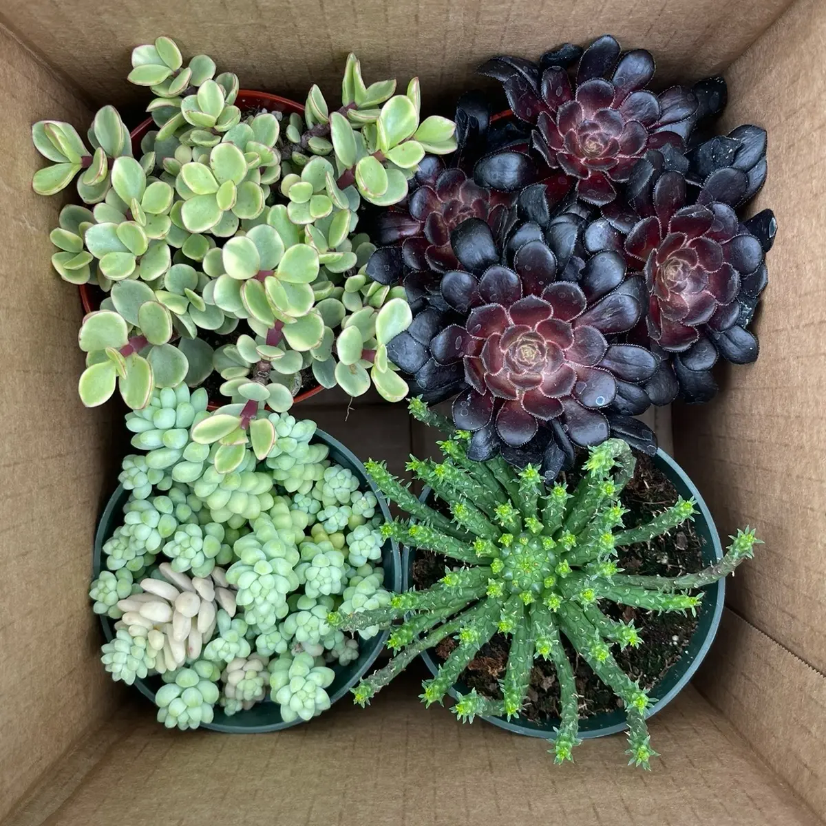 bluzen succulent stone diffuser - TikTok Shop