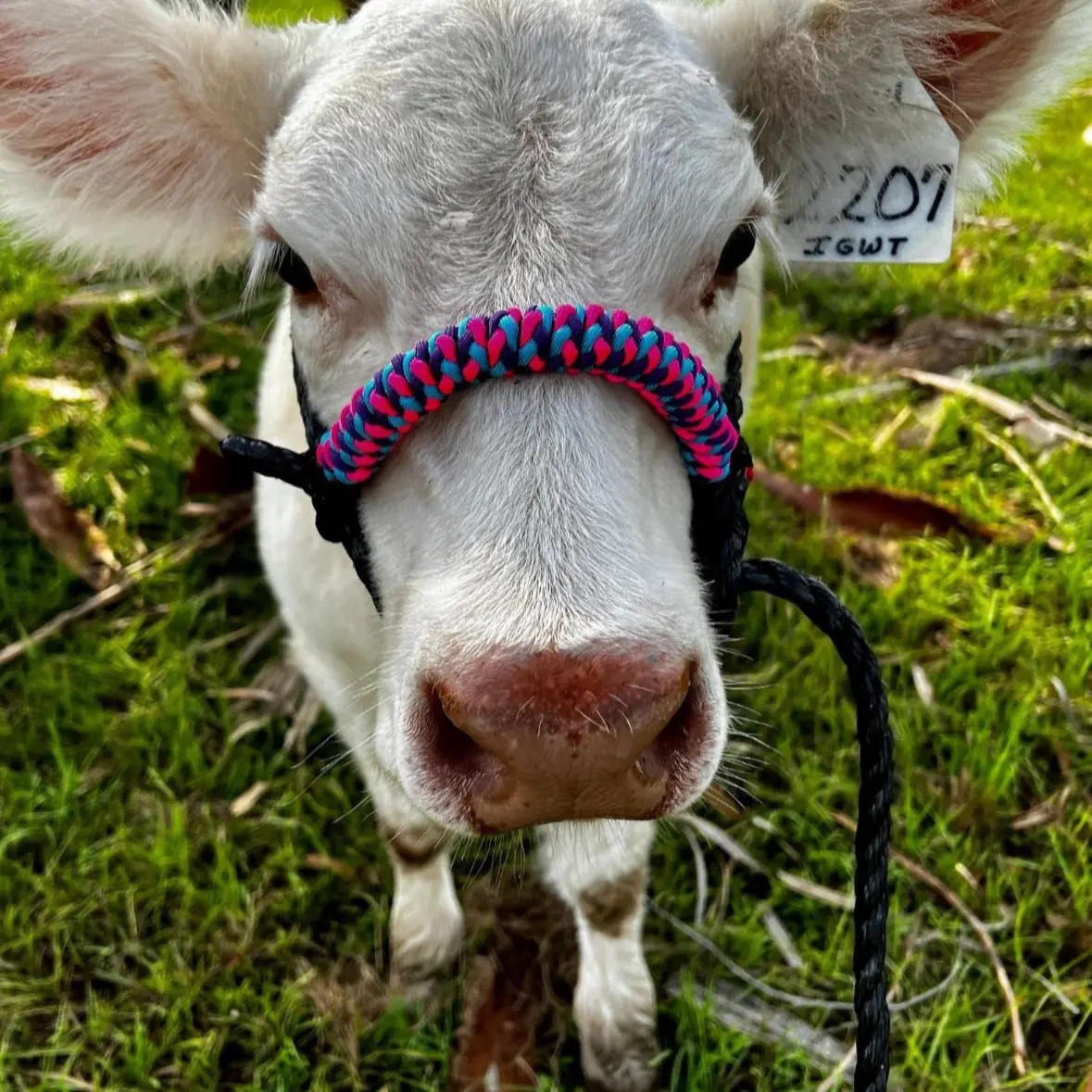 Cattle Halter with Noseband
