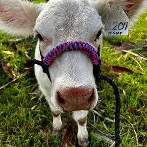 Cattle Halter with Noseband Cattle Halter with Noseband