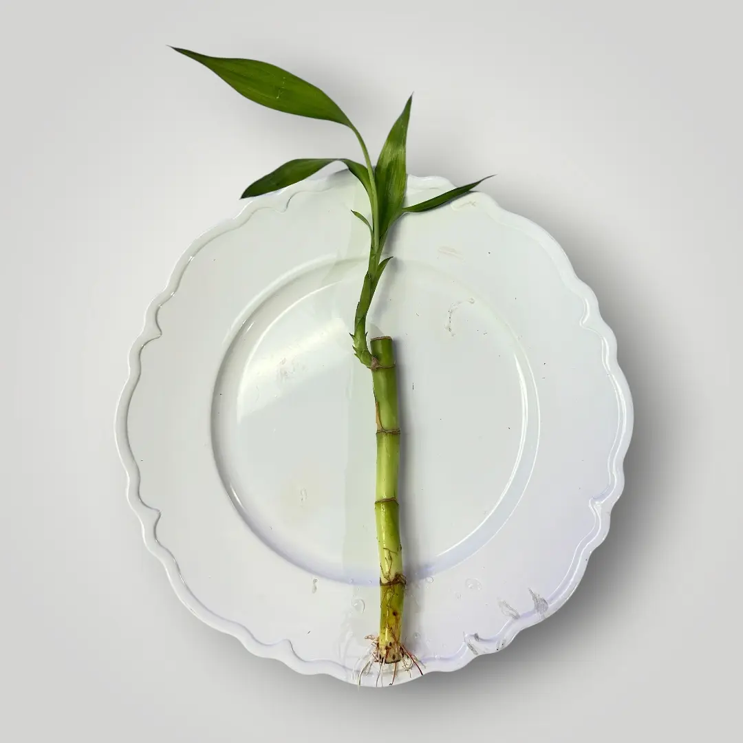 Tofu's Tanks Lucky Bamboo - Live Plant for Fish Aquariums - Grows with Leaves in Air and Roots in Water - Great in Aquarium Filters - Dracaena sp