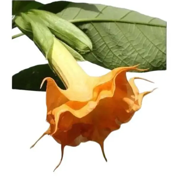 Green River 10 Orange Angel Trumpet Seeds - Vibrant Trumpet Flower Seed Pack, Perennial Flower With Bold Orange Blooms, Evening Blooming Tropical Garden Highlight, Ideal For Patio Pots, Pollinator Gardens, And Lush Landscape Borders