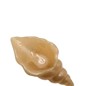 Small Shell Resin - As shown in the provided image and description