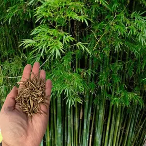 Green River 50 Pcs Seabreeze Bamboo Seeds- Perennial Plant Seeds, Non-Invasive, Perfect for Privacy Screens, Easy to Grow, Eco-Friendly Garden Seeds for Outdoors, Premium Seeds Pack for Landscaping